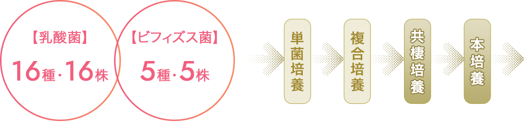 乳酸菌16種・16株×ビフィズス菌5種・5株⇒単菌培養⇒複合培養⇒共棲培養⇒本培養